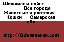 Шиншиллы пойнт ns1133,ny1133. - Все города Животные и растения » Кошки   . Самарская обл.